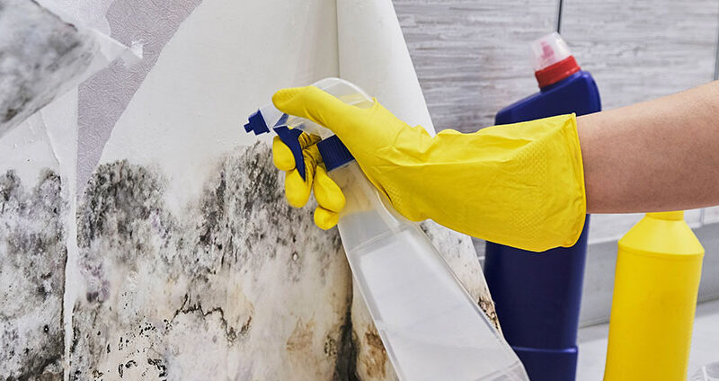 Mould Removal Sydney