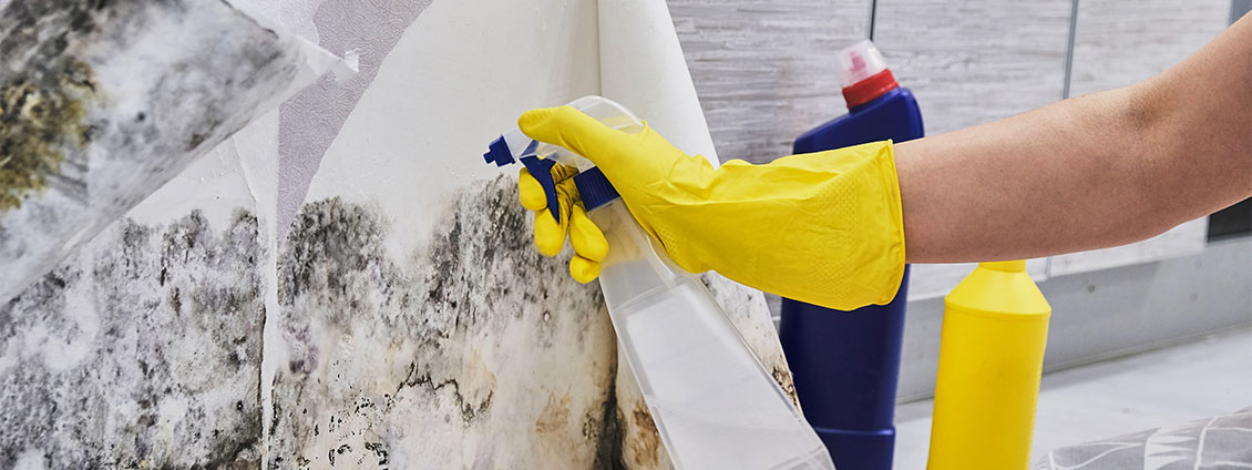 Mould Removal Sydney