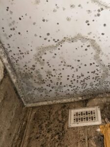 Sydney Mould Cleaning