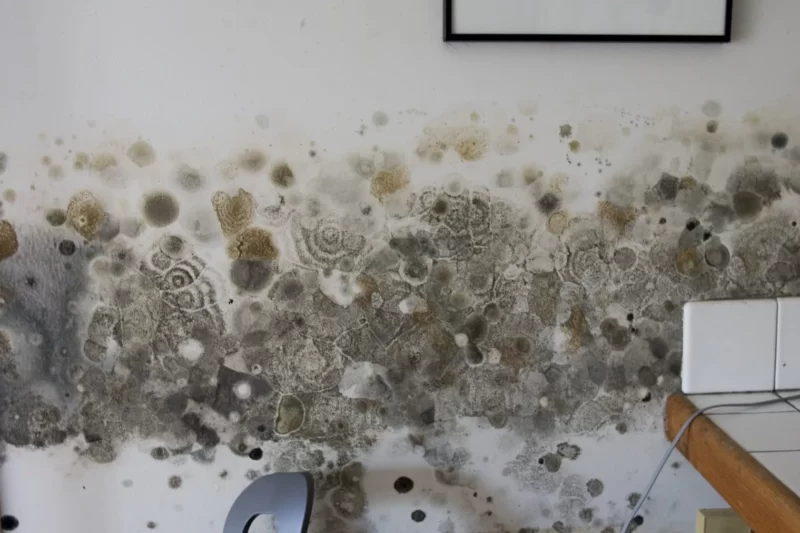 Mould Remediation Sydney.