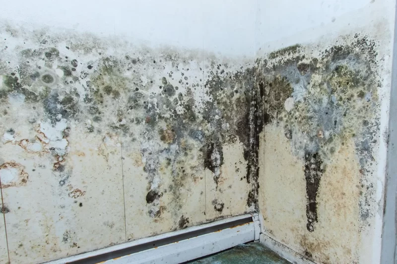 Mould Removal Services Sydney