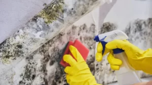 commercial mould cleaning Sydney