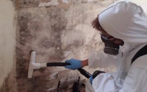 Mould Sample Testing Sydney